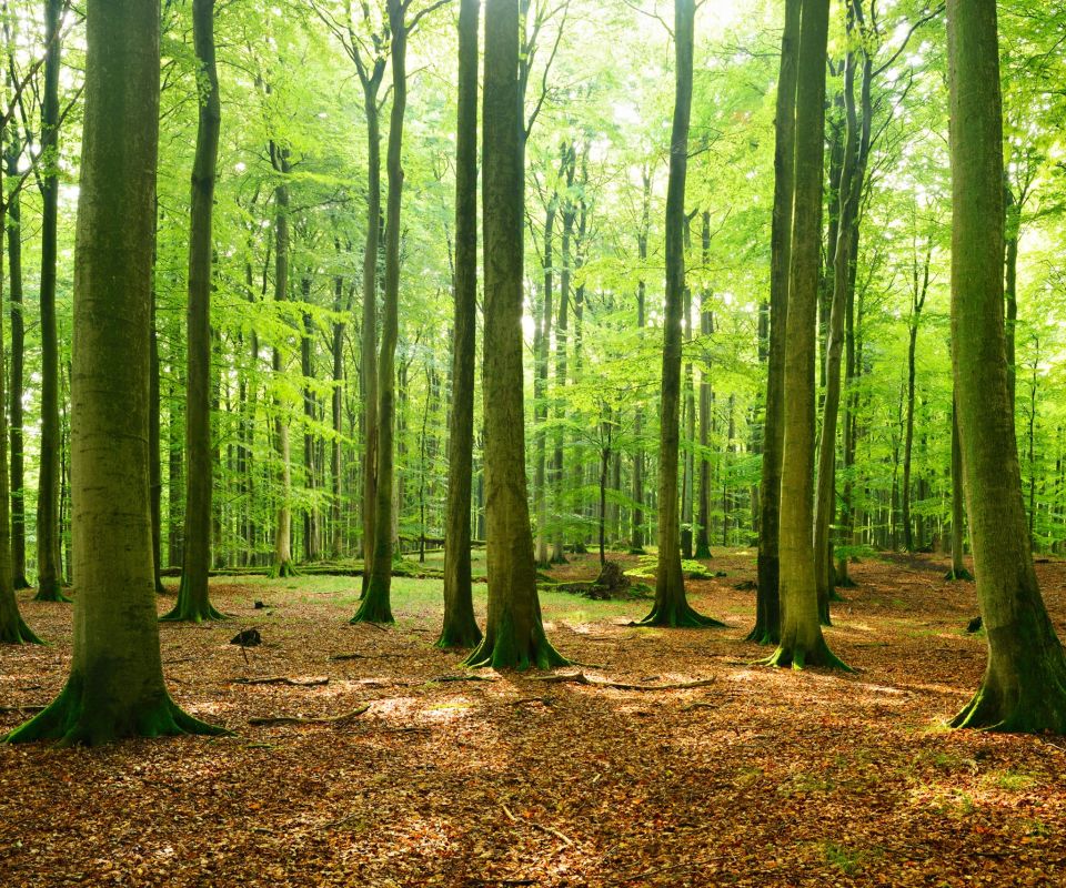 Sargträger tragen einen Sarg bei Regen